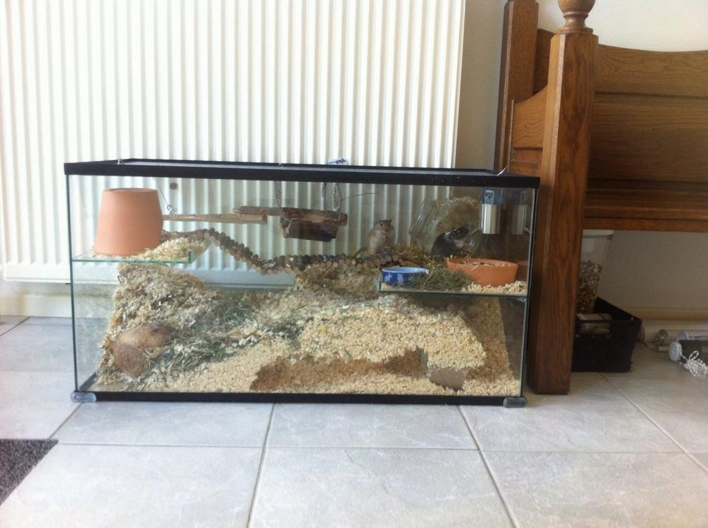 Muizenkooi 80x40x40 zonder schuifruit, met plateaus